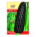 High Yield High Disease Resistant Excellent Quality Hybrid Black Corn Seed For Field Planting